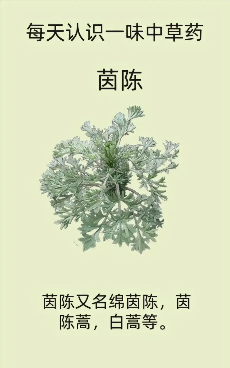 藥材茵陳的功效大還是蒲公英的功效大(藥材草果功效(藥材草果功效與作用))